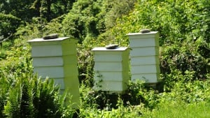 Find Beekeeping Near You