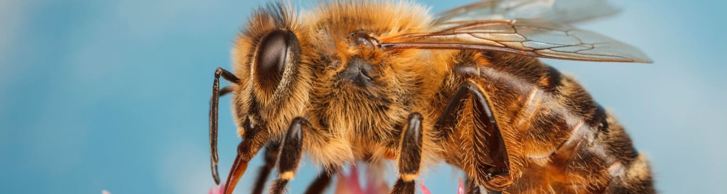Fascinating Facts about Honey Bees