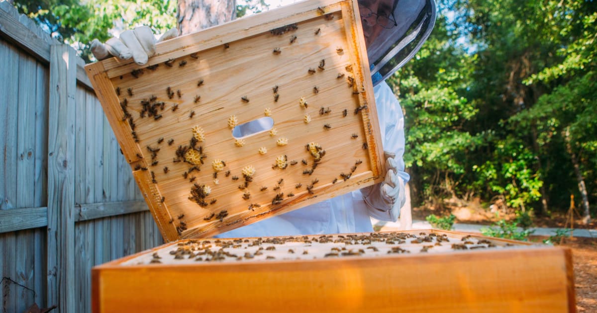 Offer Land To Bees British Beekeepers Association