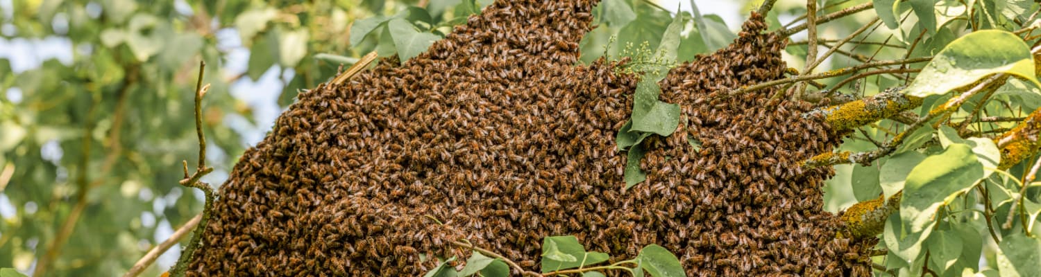 Bee swarms: What you need to know to stay safe