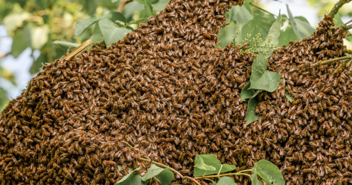 World Honey Bee Day: Hello Busy, Buzzing Bees! - Wildlife SOS