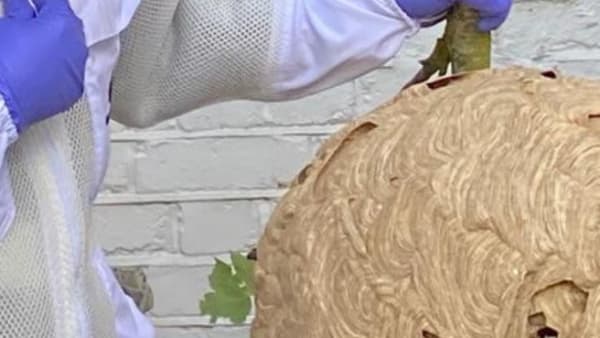 Bees In The News British Beekeepers Association