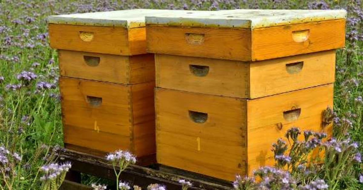 Whats In The Hive British Beekeepers Association