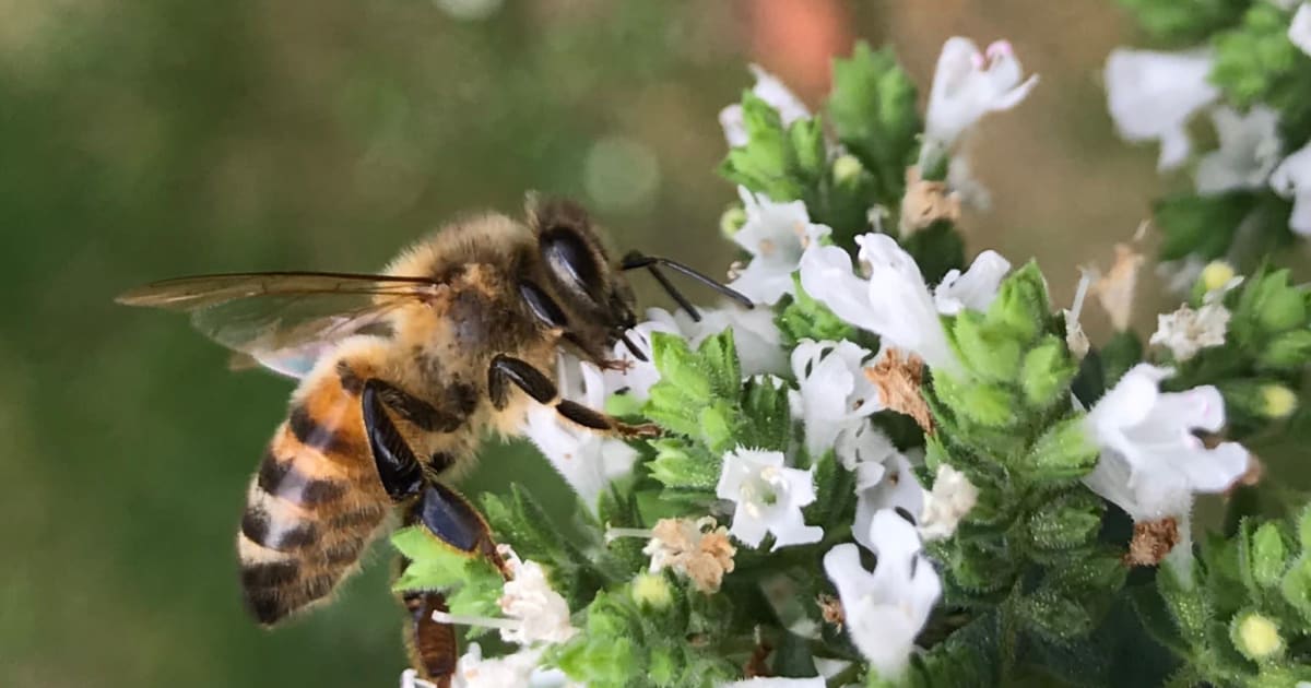 Bees And Beekeeping British Beekeepers Association